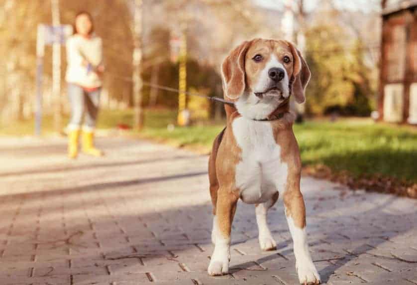 golden retriever beagle mix
