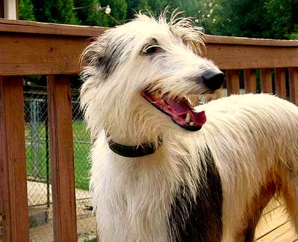 american staghound
