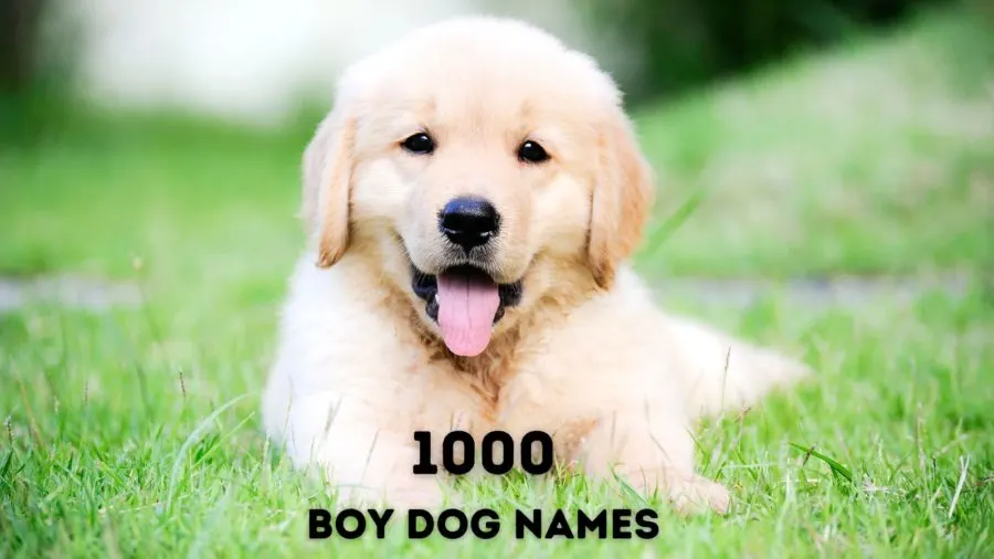 s dog names
