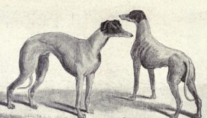 kangaroo dog
