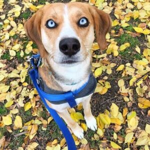 beagle husky mix
