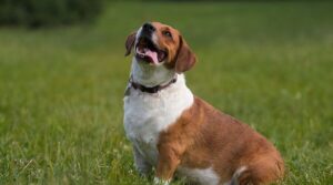 beagle and basset hound mix
