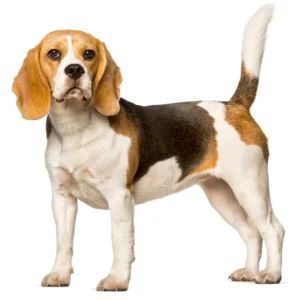 pictures of beagles
