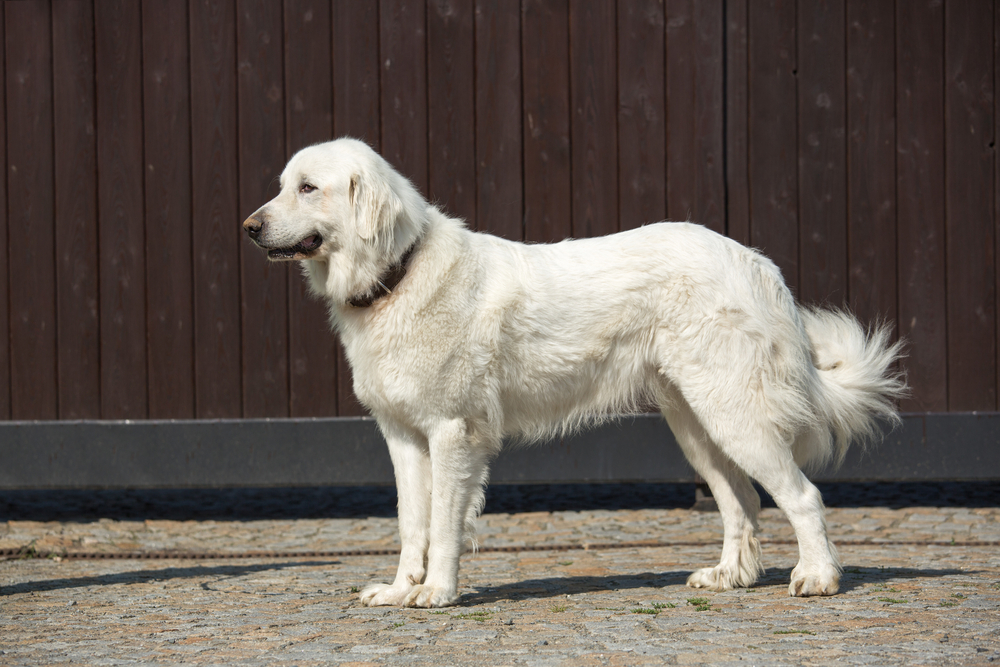 great pyrenees 
