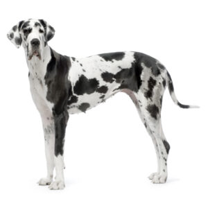 great dane black and white
