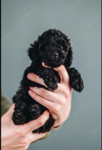 black toy poodle
