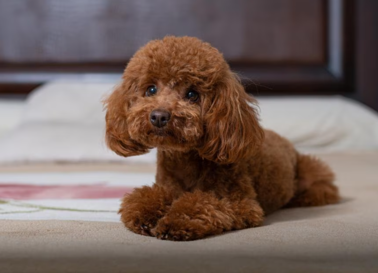 brown poodle puppy
