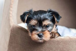 yorkie pup pictures
