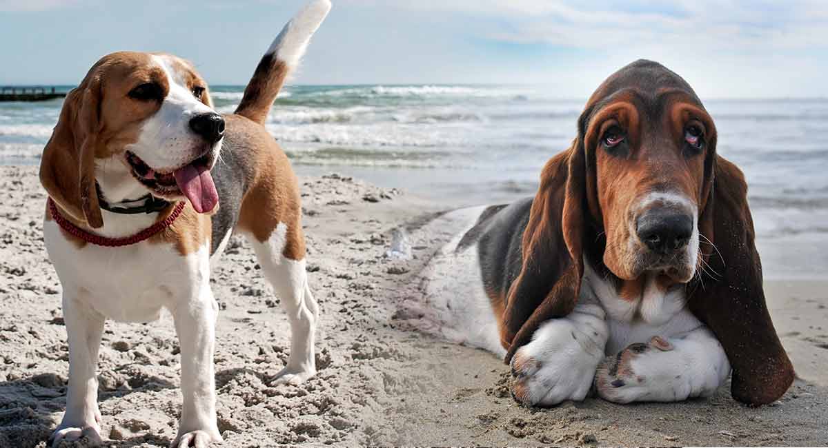 beagle and basset hound mix
