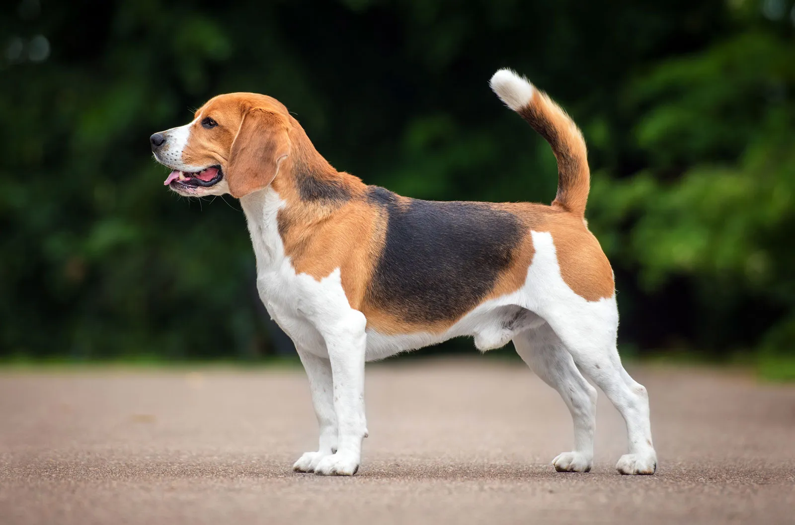 pictures of beagles
