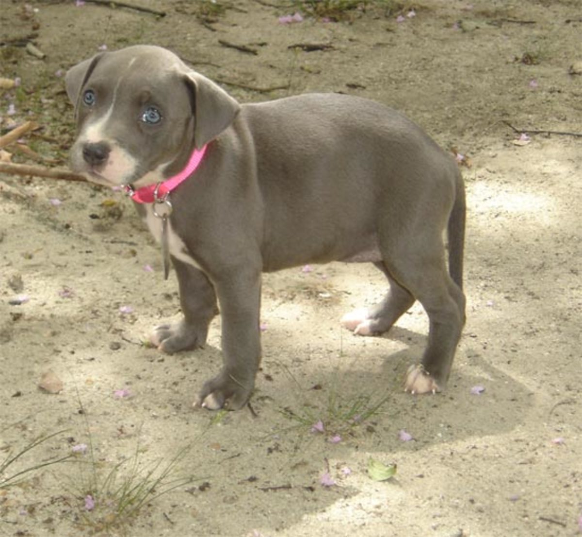 pit bull puppy
