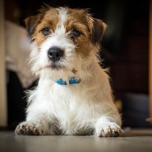 long haired jack russell
