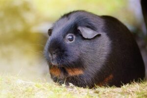 black guinea pig

