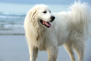 big white dogs
