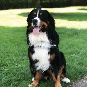 bernese mountain dog pictures
