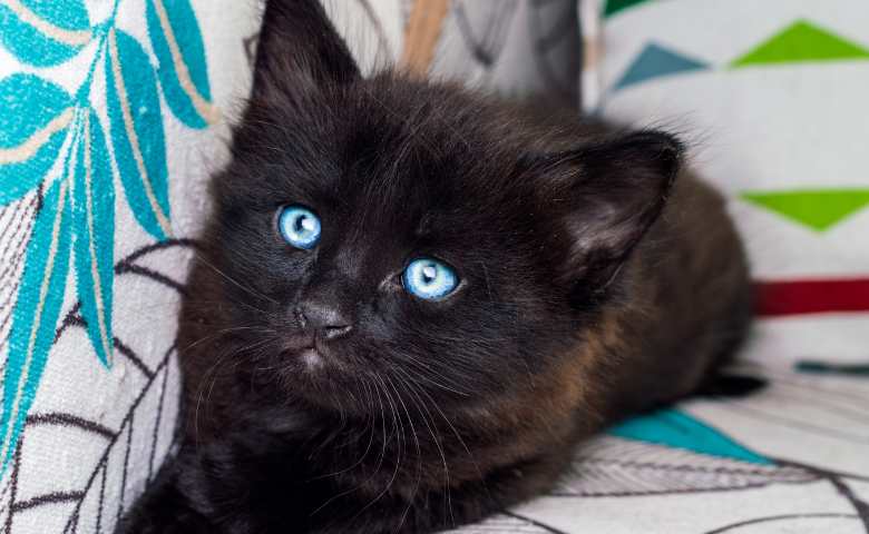 black ragdoll cat
