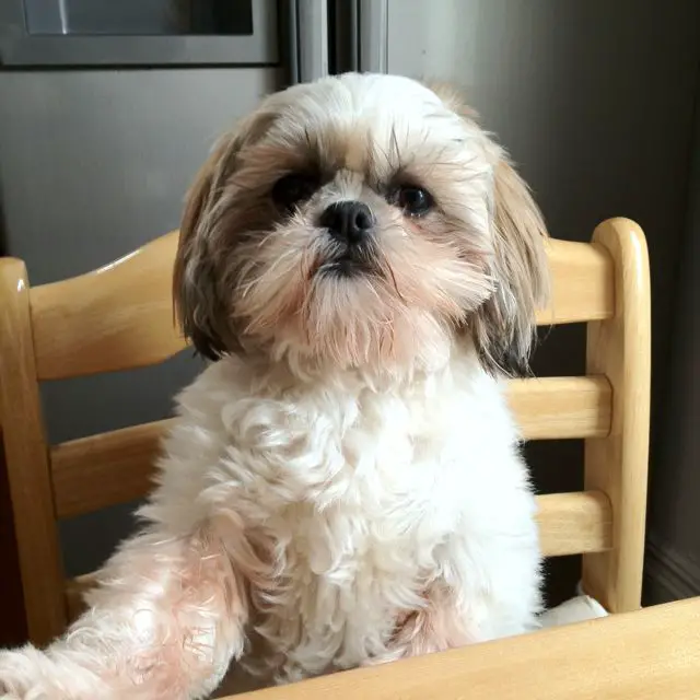 why shih tzu are the worst dog
