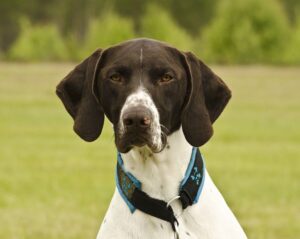 german shorthaired pointer shed
