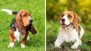 beagle and basset hound mix