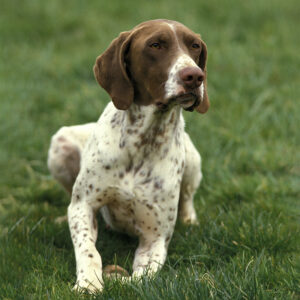 french pointer