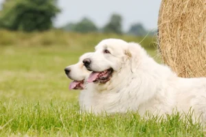 great pyrenees names