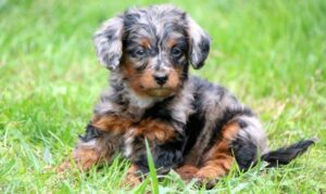 doxiepoo puppies for sale