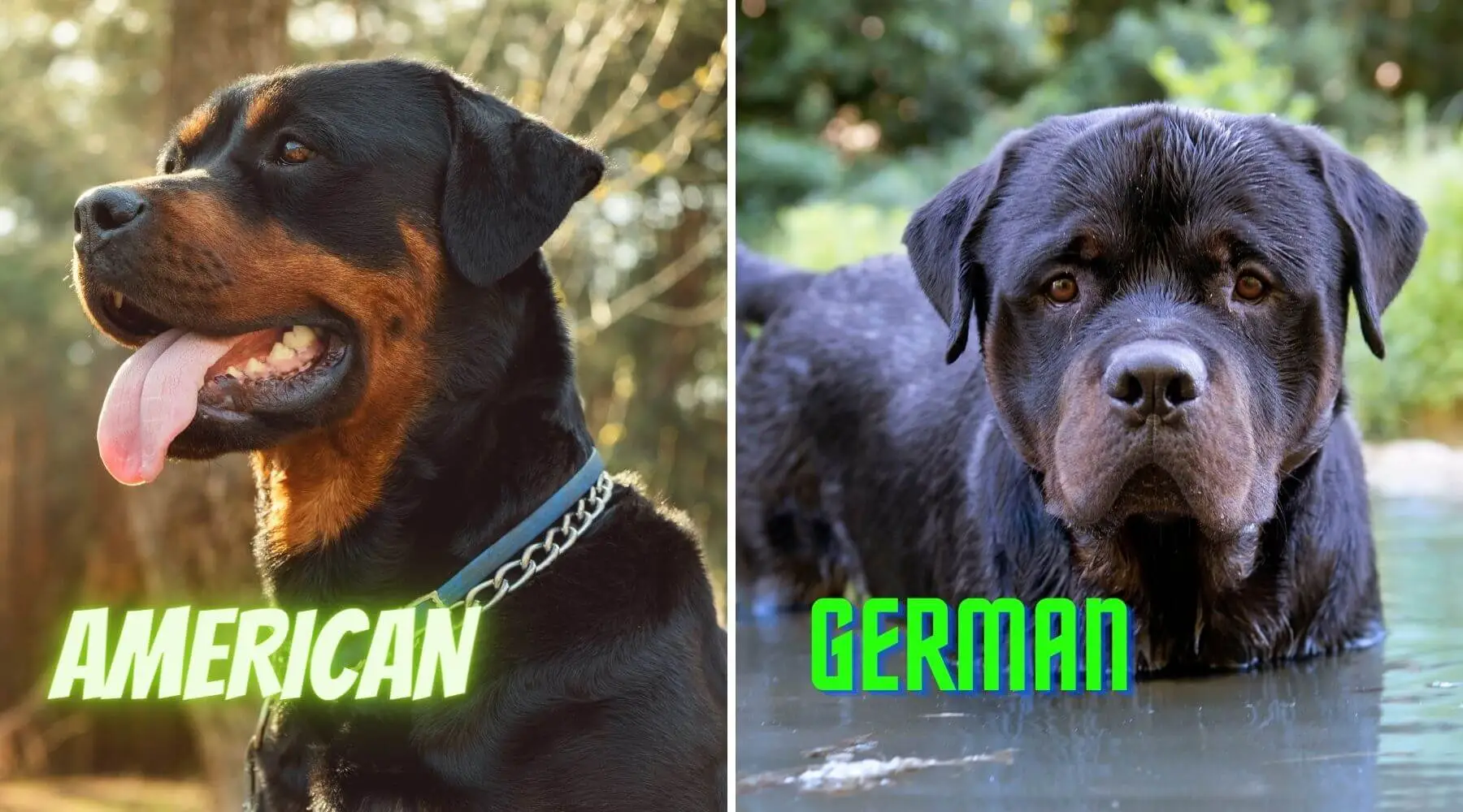 german rottweiler vs american rottweiler