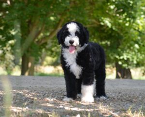 black and white goldendoodle