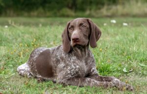 german shorthaired pointer shed