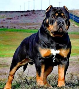 pitbull mixed with rottweiler