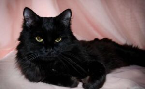 black ragdoll cat