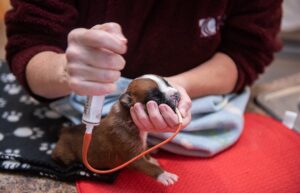 puppy feeding tube
